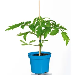 Cocktailtomate Supersweet F1 Topf Durchmesser 11 cm*Plantiflor Clearance