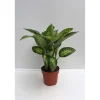 Dieffenbachie 80 cm Topf 24 cm^Plantiflor Sale