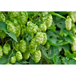 Echter Hopfen Topf Durchmesser 17 cm*Plantiflor Outlet
