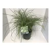 Plantiflor Feinhalm Chinaschilf Gracillimus T19