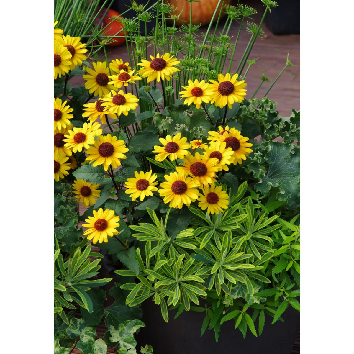 Garten-Sonnenauge C3*Plantiflor Best