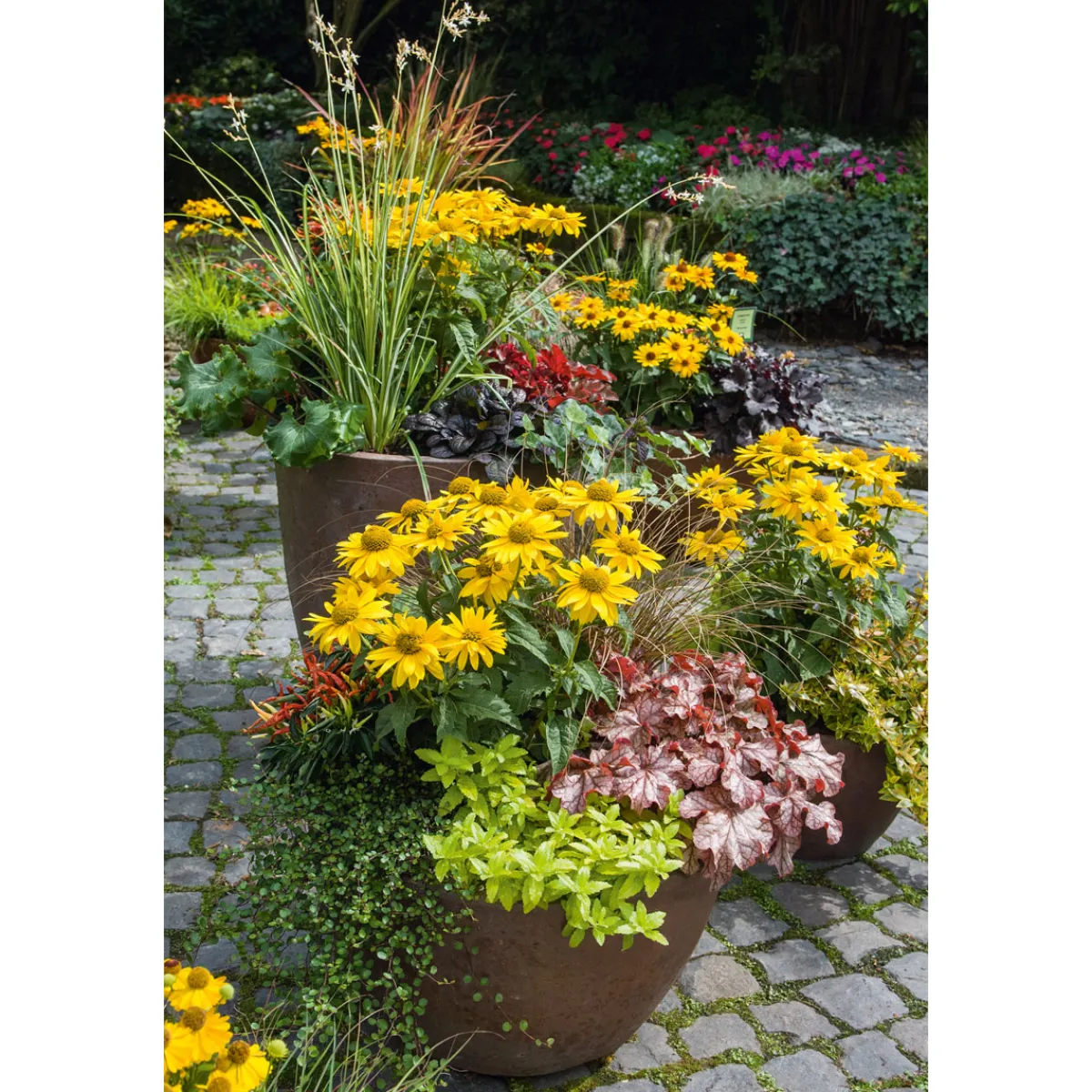 Garten-Sonnenauge C3*Plantiflor Best