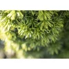 Gelbe Säuleneibe Fastigiata Aurea Topf Durchmesser 17 cm^Plantiflor Discount