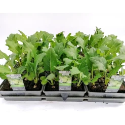 Gemüsejungpflanze Kohlrabi weiß 6er-Tray^Plantiflor Best