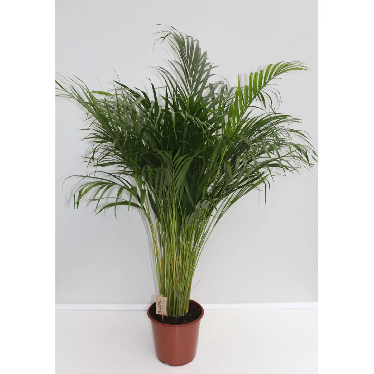 Goldfruchtpalme Topf Durchmesser 24 cm^Plantiflor