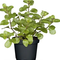 Gourmetkräuter Echte Minze Topf Durchmesser 12 cm*Plantiflor Discount