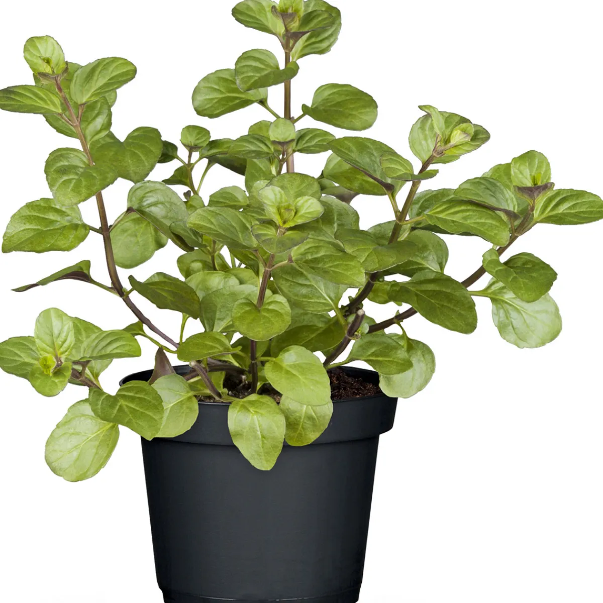 Gourmetkräuter Echte Minze Topf Durchmesser 12 cm*Plantiflor Discount