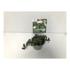 Gourmetkräuter Echte Minze Topf Durchmesser 12 cm*Plantiflor Discount