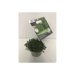 Gourmetkräuter Thymian Topf Durchmesser 12 cm*Plantiflor Hot