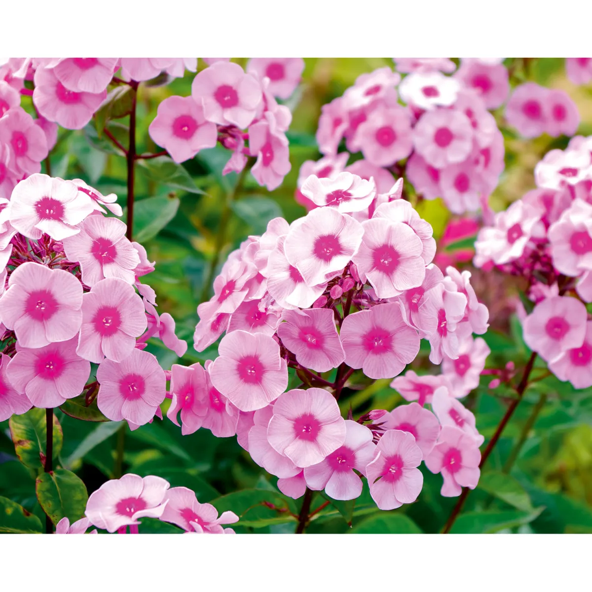 Hohe Flammenblume Topf- Durchmesser 19 cm^Plantiflor Hot
