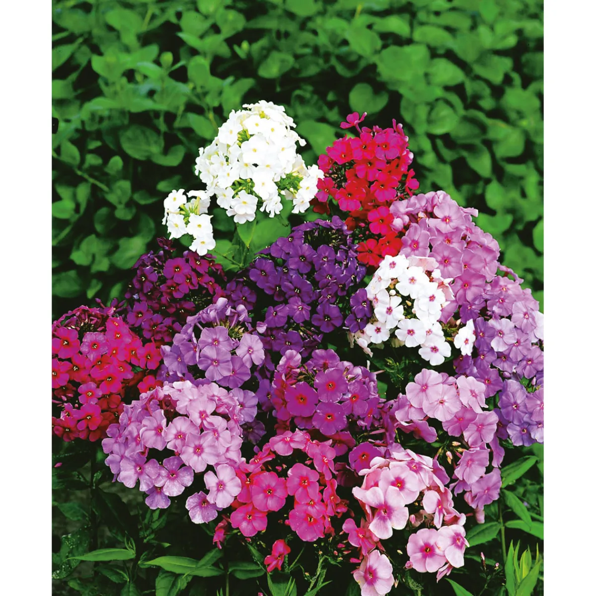 Hohe Flammenblume Topf- Durchmesser 19 cm^Plantiflor Hot