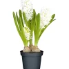Hyazinthe 3er Topf Durchmesser 10,5 cm*Plantiflor Outlet