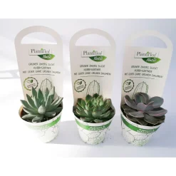 Kakteen Echeverie Mix T9^Plantiflor Discount