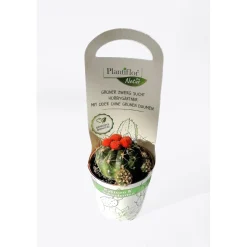 Kaktus Mix mit Strohblüte T 5,5^Plantiflor