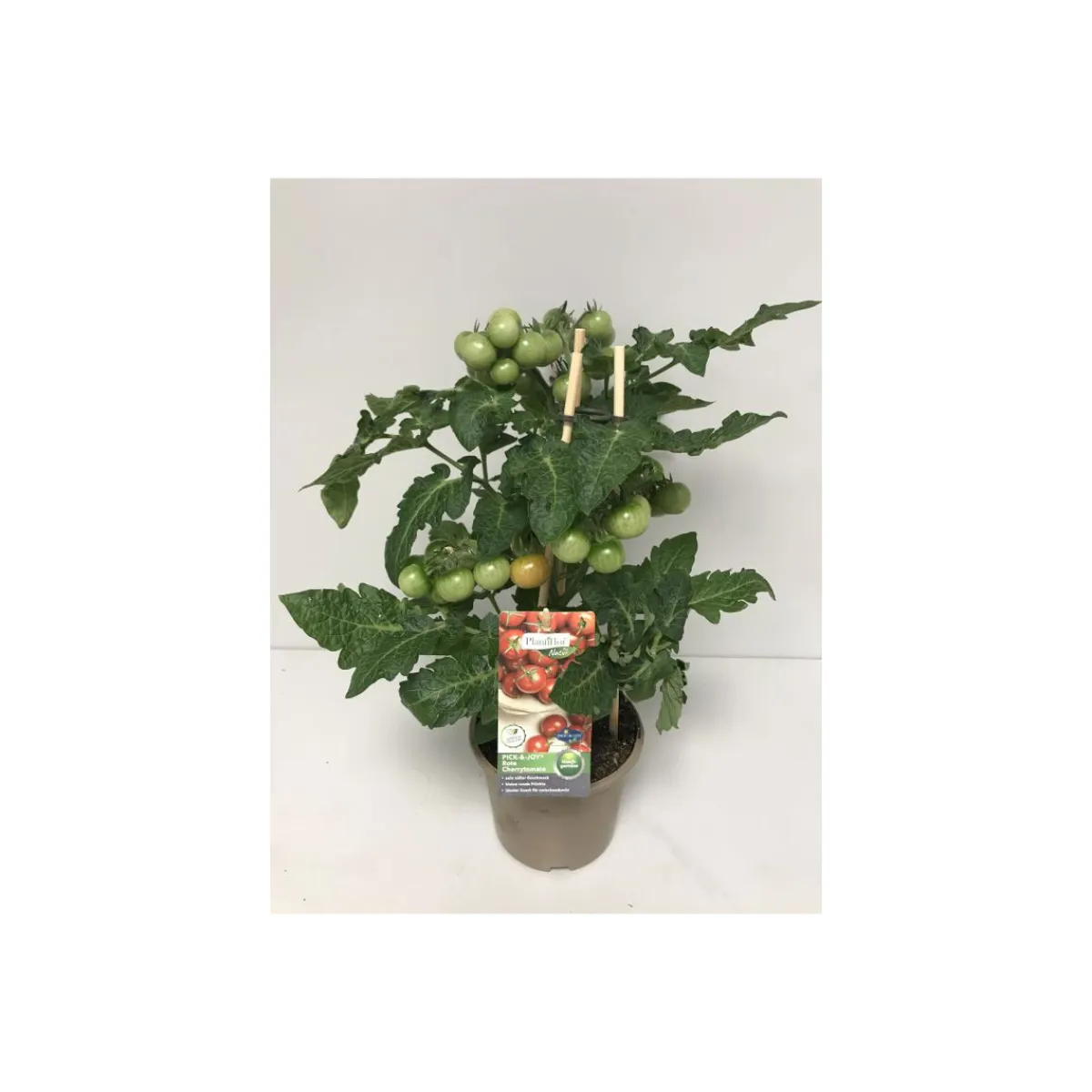 Plantiflor Kirschtomate Pick-a-Tom T14