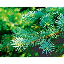 Nordmanntanne auf Holzkreuz 80-100 cm^Plantiflor Hot