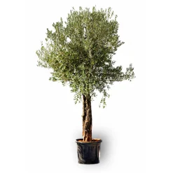 Oliven-Stamm Old Skin^Plantiflor Hot
