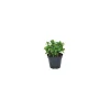 Plantiflor Pfefferminze Maroccana T14