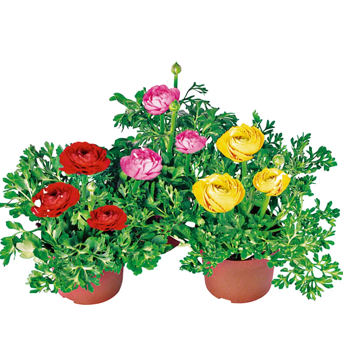 Ranunkel Topf Durchmesser 11 cm*Plantiflor Clearance
