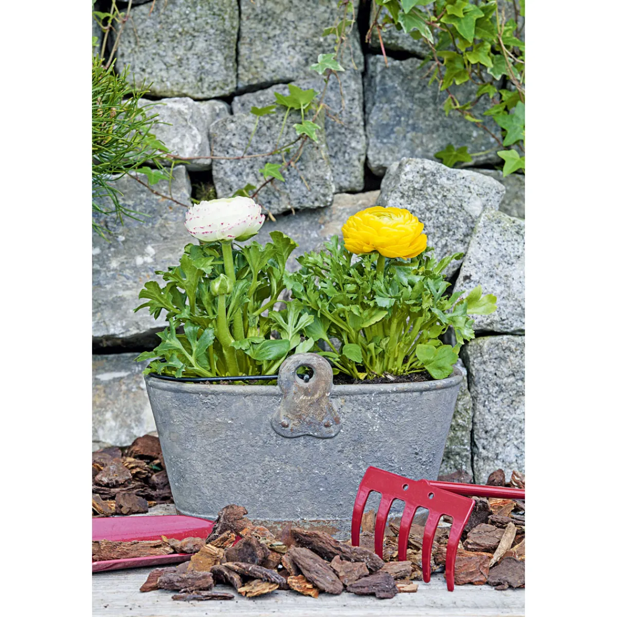 Ranunkel Topf Durchmesser 11 cm*Plantiflor Clearance