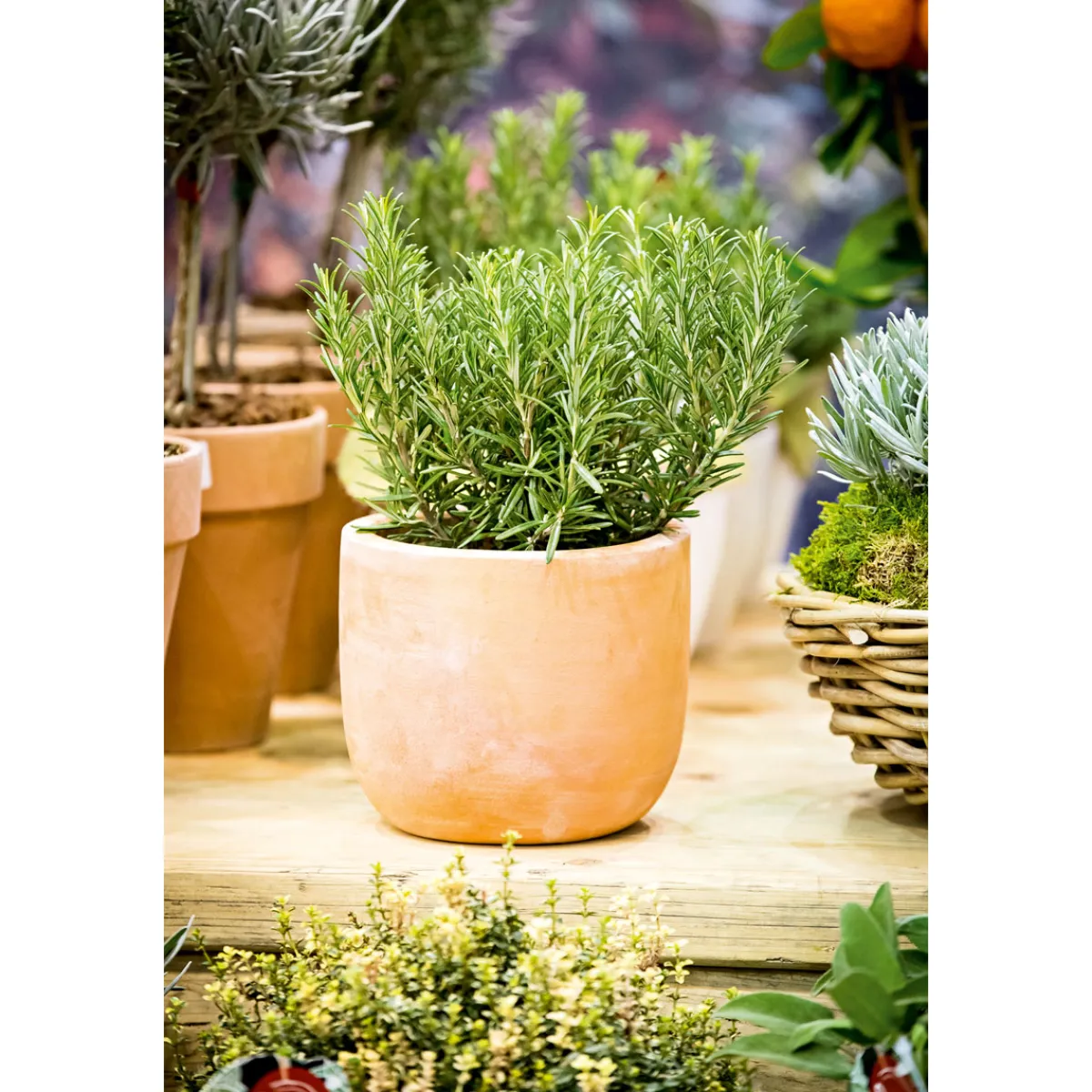 Rosmarin im Topf Durchmesser 14 cm^Plantiflor