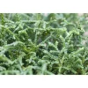Plantiflor Zwerg-Hiba-Lebensbaum Nana Topf Durchmesser 17 cm