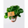 Zwergpfeffer grün 15-20 cm T12^Plantiflor