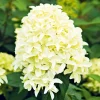 Rispenhortensie Living Creations Topf- Durchmesser 23 cm^ Online