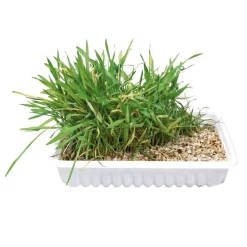 Katzengras Schale 100g*Trixie Clearance
